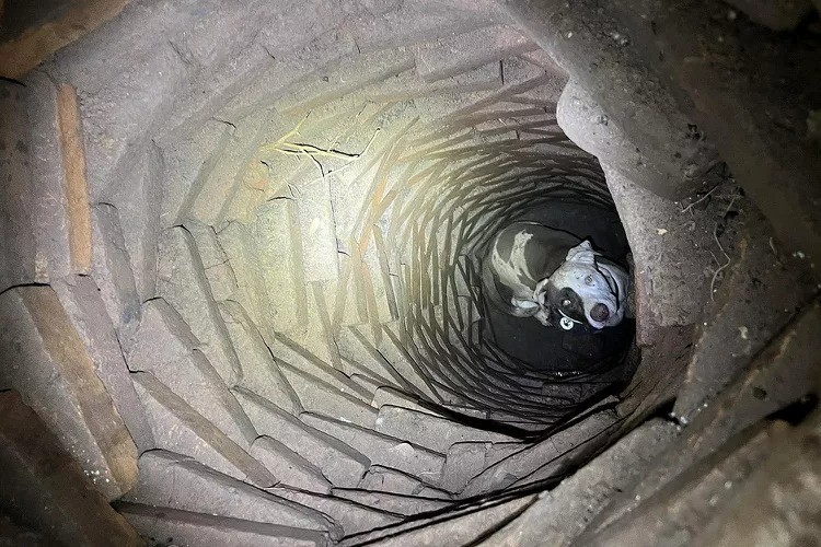 dog-found-trapped-at-bottom-of-a-2-1741168752.jpg
