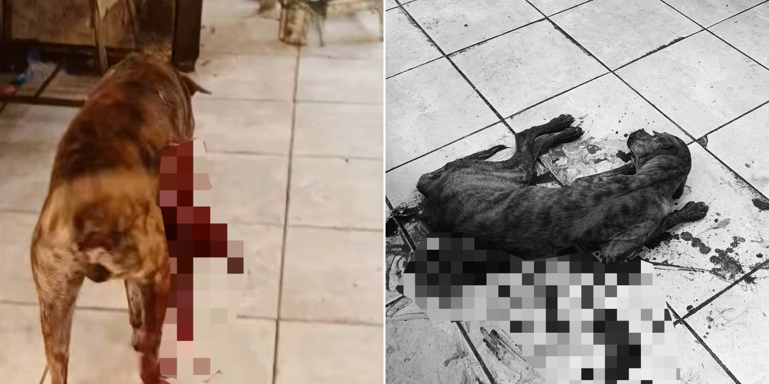 dog-stabbed-vendor-meat-cover-1-1743148924.jpg