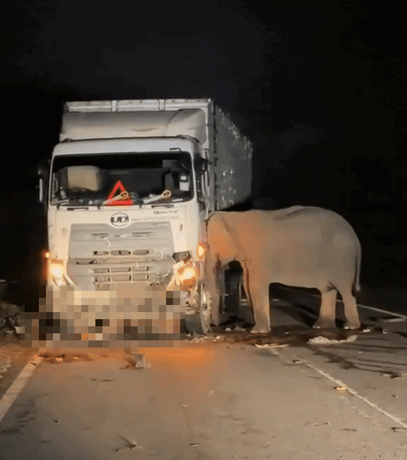 lorry-baby-elephant-2-mummy-elephant-mourns-at-accident-scene-after-lorry-runs-over-baby-elephant-in-m-sia-1747021627.gif