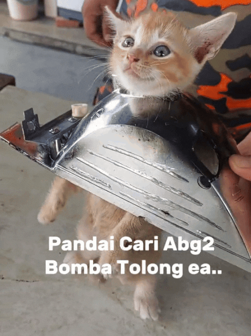 orange-kitten-stuck-headlight-1-orange-kitten-in-m-sia-gets-head-stuck-in-car-headlight-owner-rushes-it-to-fire-station-for-rescue-1747020878.gif