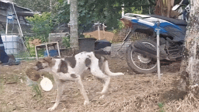 durian-thailand-thief-dog-6-1-dog-in-thailand-farm-steals-durian-waits-for-farmer-to-drive-away-before-munching-1747302391.gif