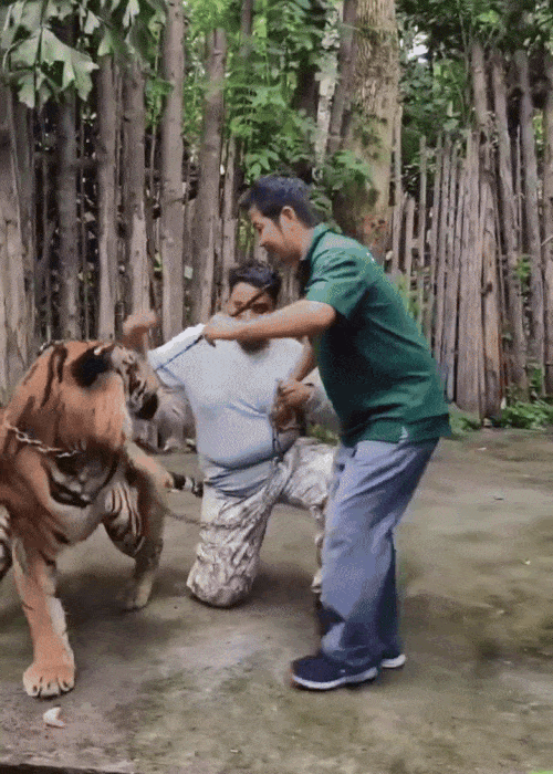 ezgif-tourist-in-thailand-attacked-by-tiger-while-posing-for-photo-reportedly-escapes-with-minor-injuries-1748877452.gif
