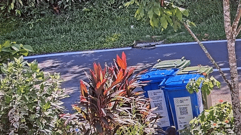 snakes-gif-1-python-hides-under-car-after-fight-with-4m-long-king-cobra-at-old-upper-thomson-road-1751448135.gif
