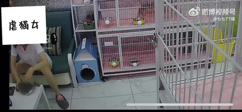 giphy-6-woman-in-china-abuses-kills-4-cats-in-pet-shop-claims-cat-scratched-her-first-1754538414.gif