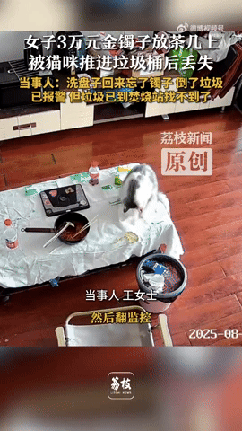giphy-3-cat-in-china-pushes-s-5k-gold-bracelet-into-bin-owner-unknowingly-throws-it-away-with-garbage-1755852531.gif
