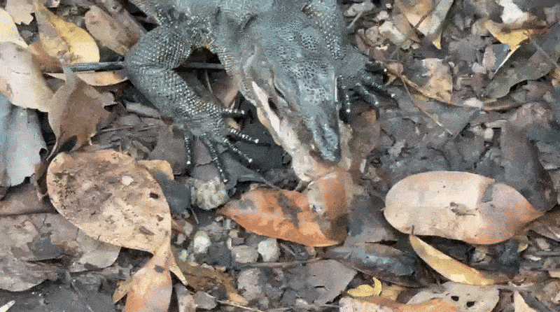 ezgif-monitor-lizard-devours-endangered-mud-lobster-at-sungei-buloh-after-splitting-prey-into-2-1763625460.gif