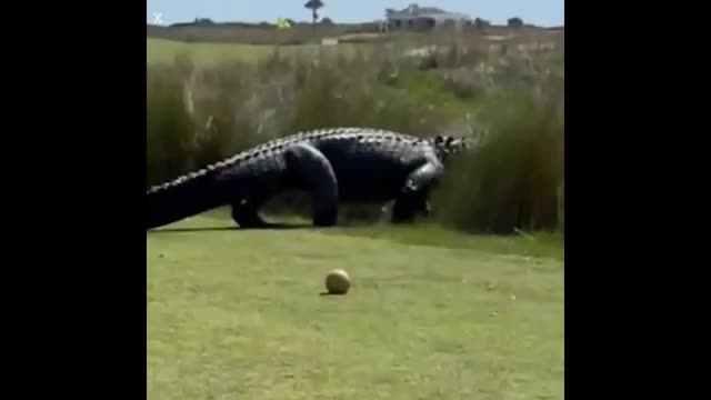 408af3e9679f5b039363e4c93b604a8c-1774423876.mp4