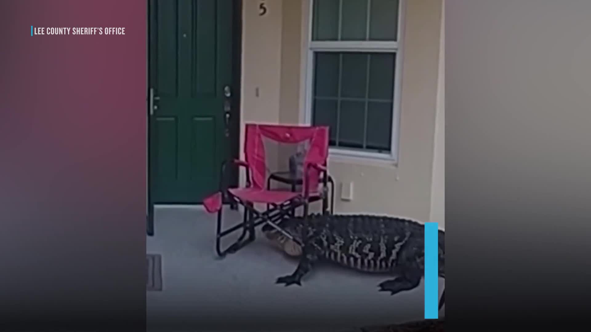 alligator-caught-knocking-on-doors-of-florida-homes-watch-1747042602.mp4