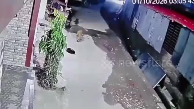 bao-hoa-mai-tan-cong-cho-nha-camera-ghi-lai-khoanh-khac-du-ton-1791346256.mp4