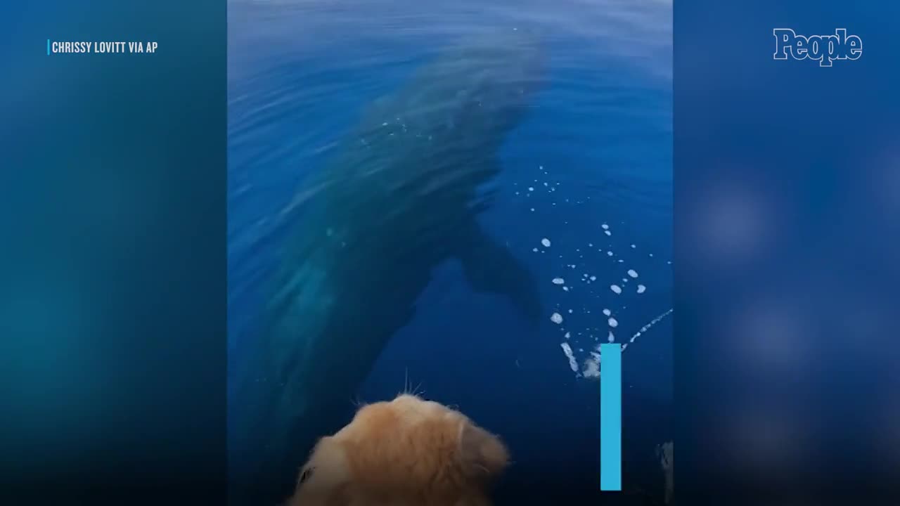 barking-golden-retriever-meets-giant-humpback-whale-face-to-face-1-1743667345.mp4