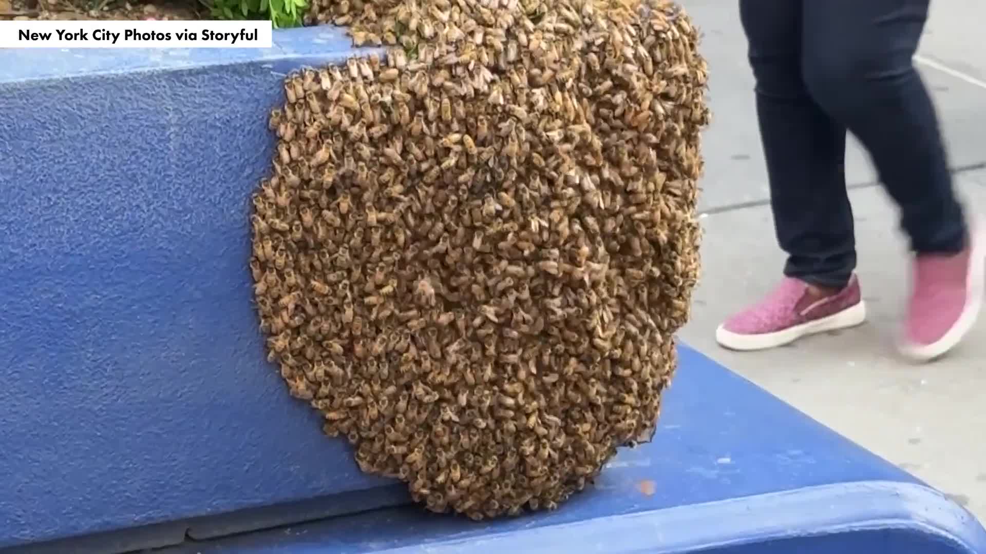 bee-swarms-in-nyc-plague-summer-2025-weird-but-true-video-new-york-post-1751276648.mp4