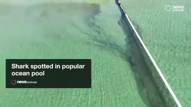 ca-map-mac-ket-trong-be-boi-bien-noi-tieng-o-uc-video-newscomau-1743783870.mp4