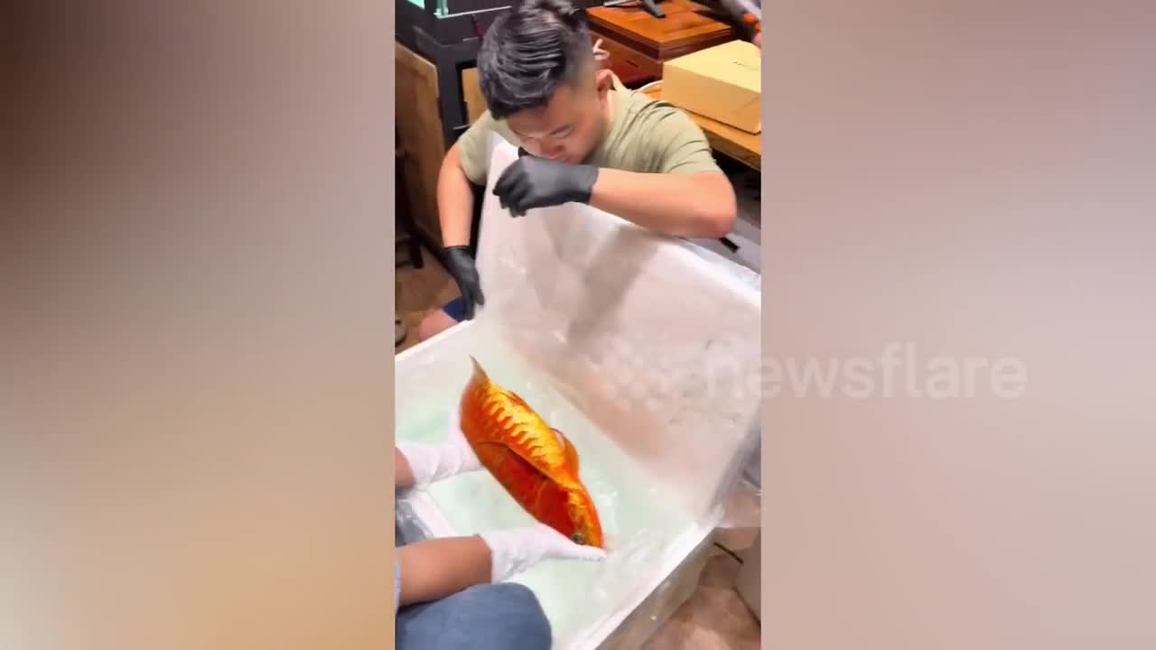 ca-rong-duoc-tra-36-ty-dong-nguoi-dan-van-tu-choi-ban-1-1756885604.mp4