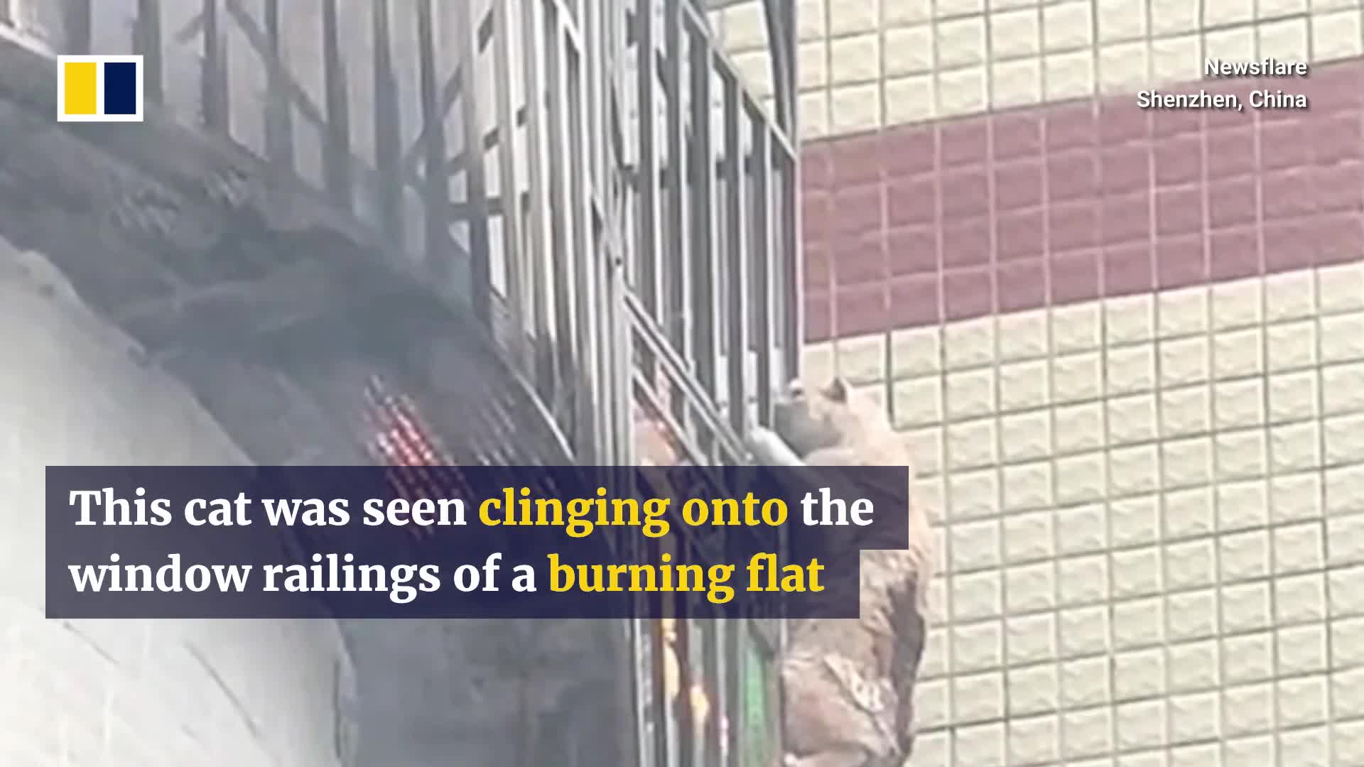cat-in-china-holds-onto-window-railings-to-escape-fire-1747127122.mp4