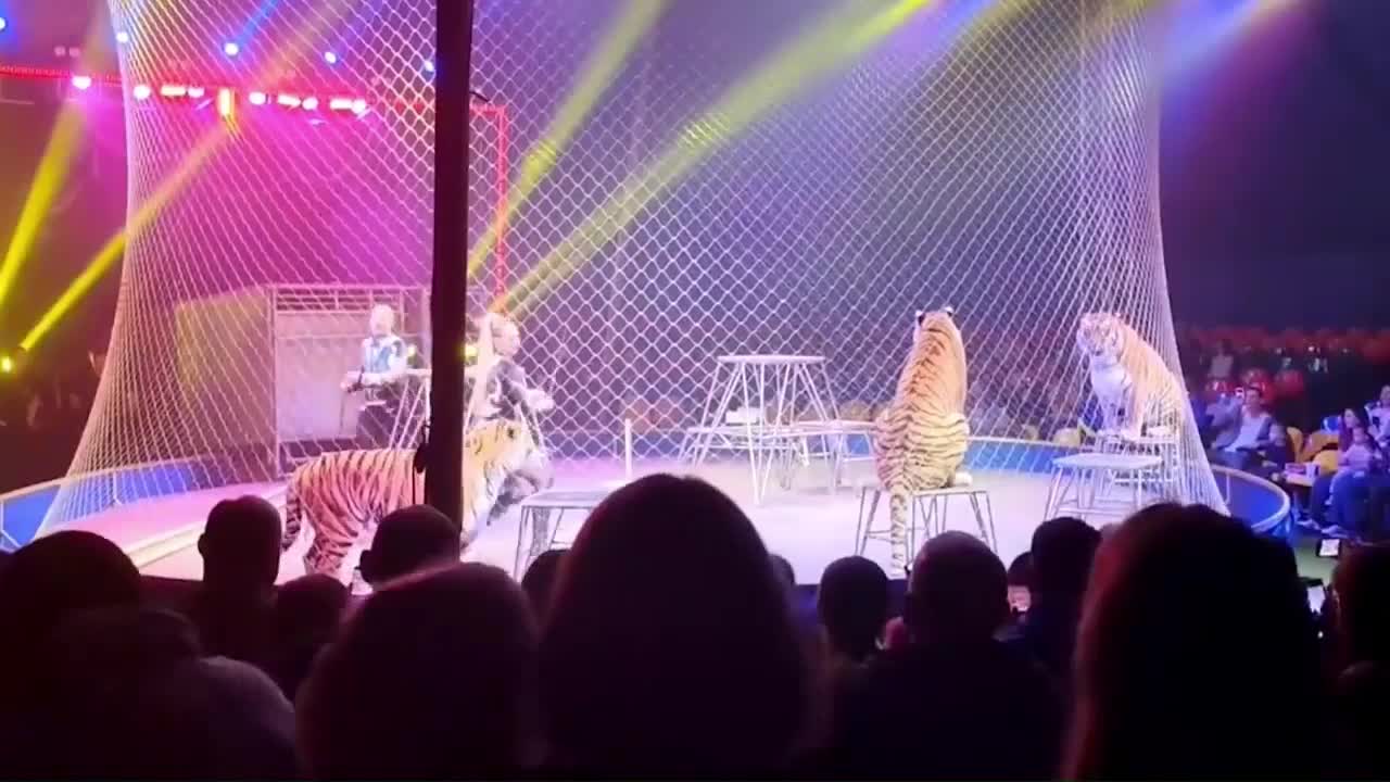 chaos-erupts-as-tiger-leaps-into-crowd-after-circus-barrier-collapses-news-independent-tv-1776825973.mp4