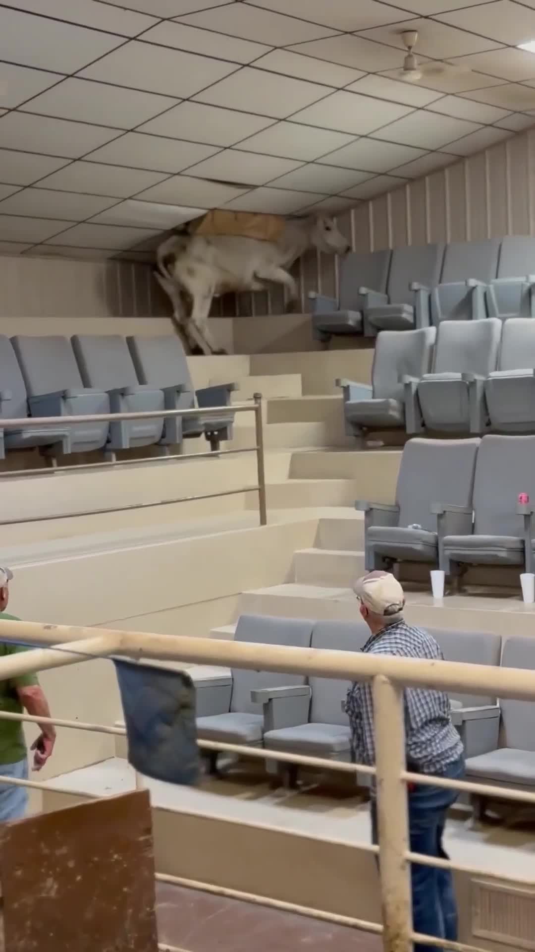 cow-attempts-fruitless-escape-from-livestock-auction-by-scaling-bleachers-destroying-roof-video-1749462164.mp4