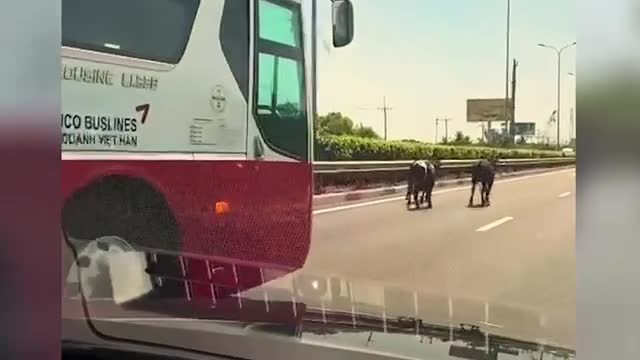 dan-bo-di-lac-vao-cao-toc-tp-hcm-long-thanh-1774262159.mp4