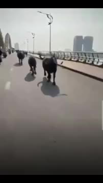 dan-trau-nao-loan-trung-tam-da-nang-chay-tung-tang-qua-cau-rong-1773981993.mp4