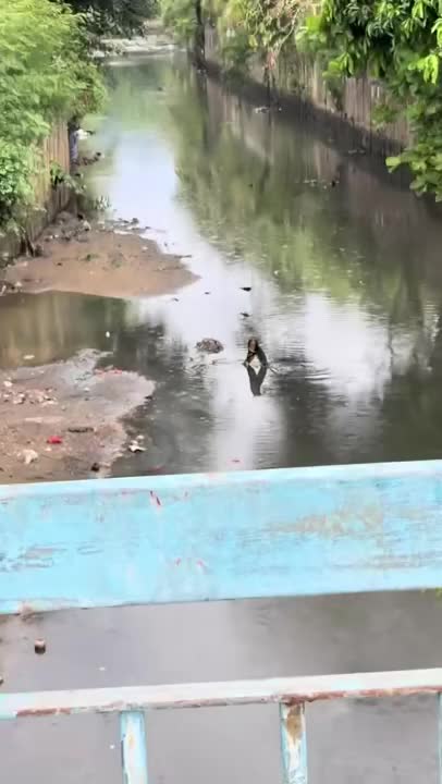 dang-di-dao-nam-thanh-nien-phat-hien-canh-tuong-noi-da-ga-duoi-s-1785473026.mp4