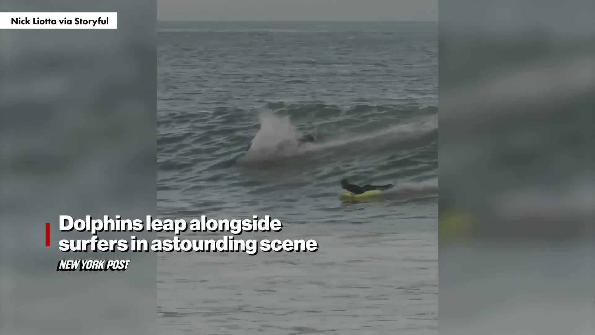 dolphins-leap-alongside-surfers-in-astounding-scene-video-new-york-post-1741666623.mp4