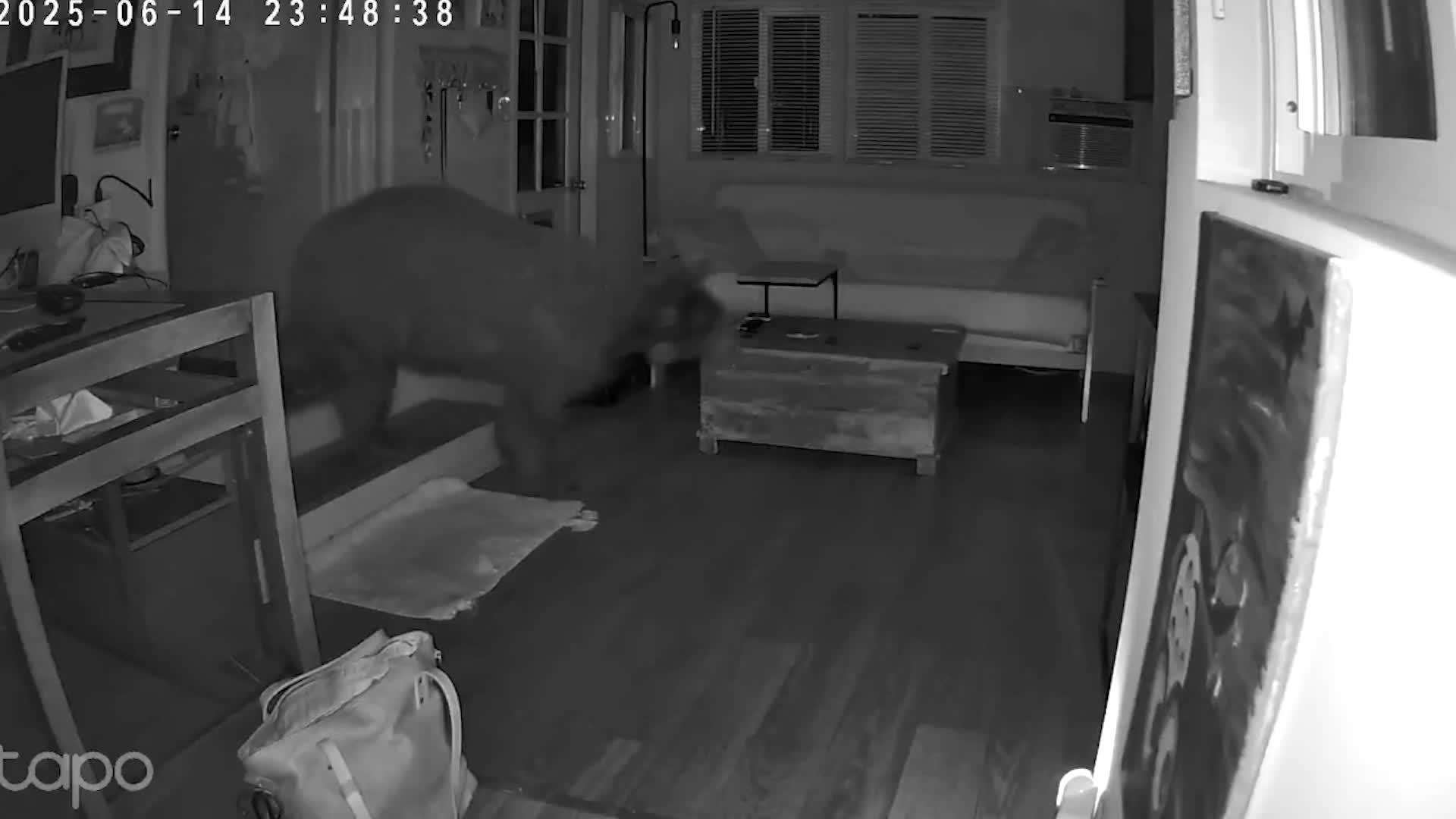 elderly-dog-squares-off-with-wild-bear-inside-home-while-owner-sleeps-through-harrowing-encounter-video-1750299658.mp4