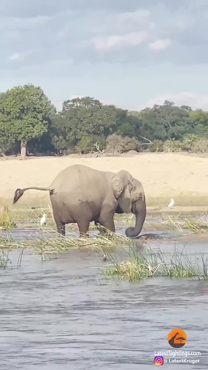 elephant-kills-crocodile-1731769539.mp4