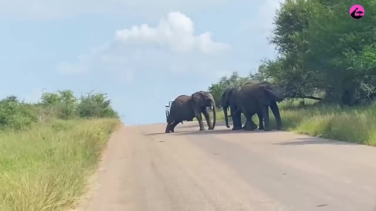 elephants-put-on-circus-show-in-the-road-1730274965.mp4