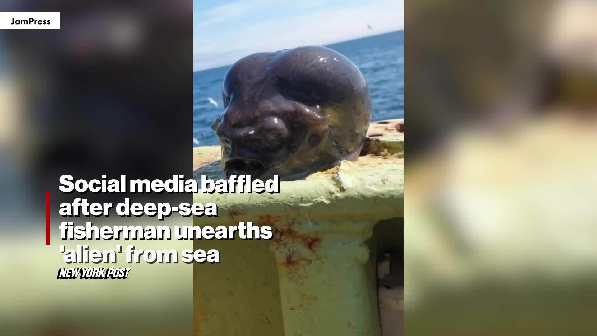 fisherman-horrified-after-catching-baffling-alien-animal-from-the-ocean-depths-1740649358.mp4