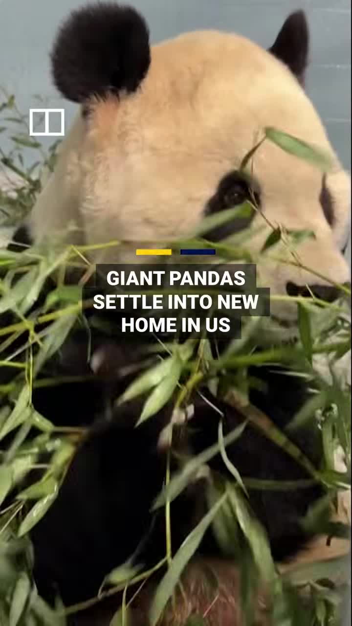 giant-pandas-from-china-settle-into-us-zoo-1791186397.mp4