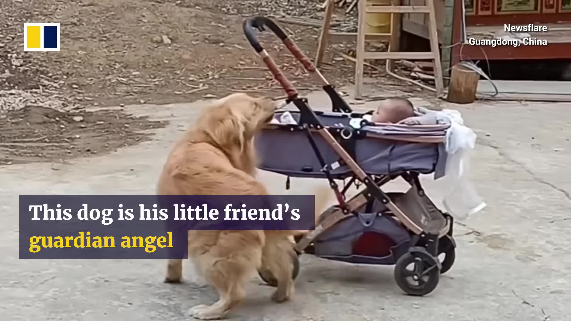 golden-retriever-in-china-stops-rolling-baby-stroller-1744903331.mp4