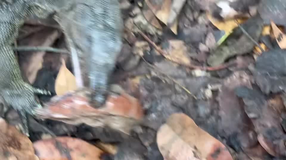 got-what-video-what-an-unexpected-encountered-part-3-of-3-asian-monitor-lizard-its-aquatic-amphibious-prey-that-become-it-splendid-meal-i-spotted-a-small-asian-monitor-lizard-trying-to-swallow-something-in-its-m-1763625676.mp4