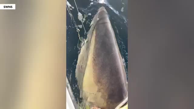 great-white-shark-contender-moves-north-from-florida-to-north-carolina-1749789841.mp4