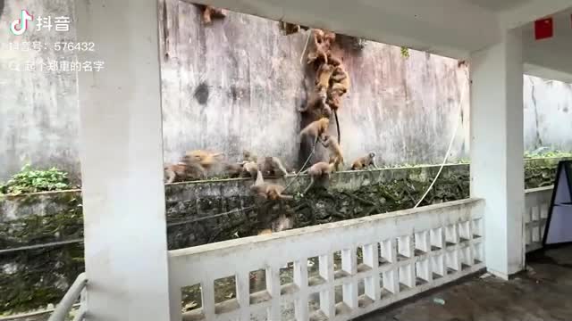 hang-tram-con-khi-lao-nhanh-tu-tren-nui-xuong-khien-nhieu-nguoi-hoang-hot-nguon-video-douyin-1-1764316254.mp4