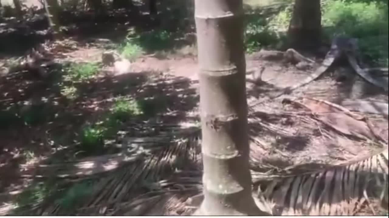hasan-dog-vs-pitbull-1743414053.mp4