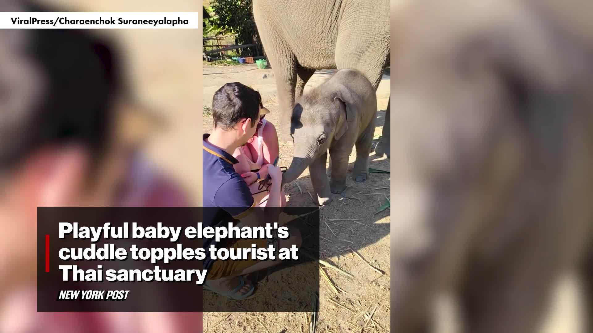 hilarious-moment-when-baby-elephant-knocks-down-mounts-tourist-in-thailand-1744213348.mp4
