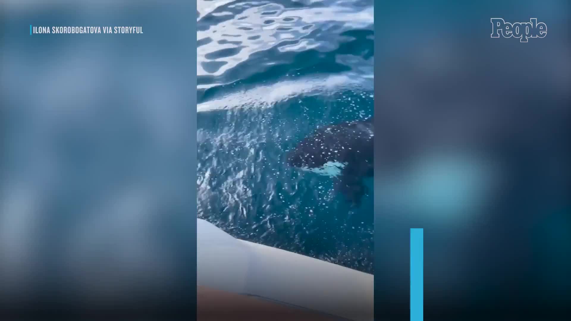 huge-killer-whale-chases-and-bumps-yacht-in-dramatic-footage-1-1747110368.mp4