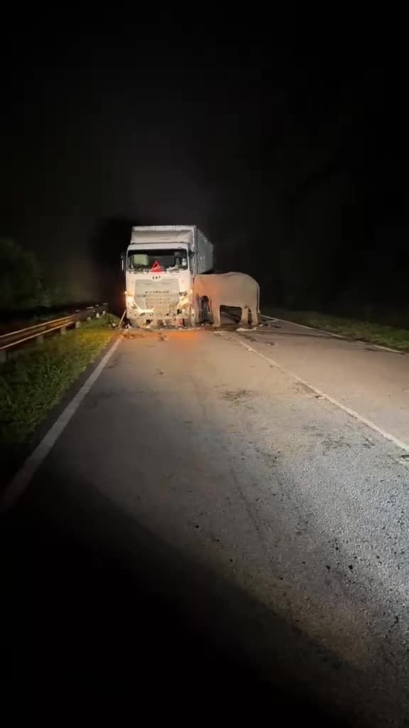 ibu-gajah-cuba-menyelamat-anak-dia-mati-kena-langar-jalan-raya-timur-barat-1747021738.mp4