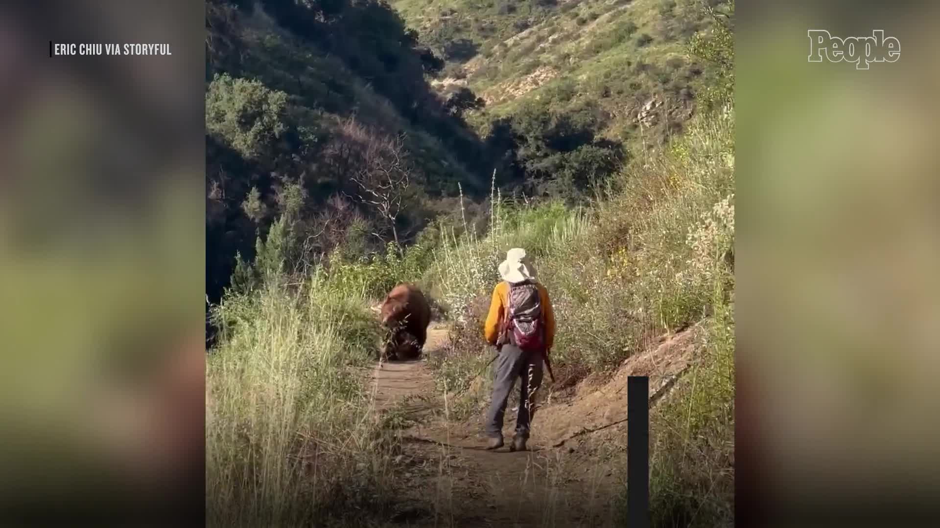 large-bear-charges-at-california-hiker-in-shocking-footage-1777013881.mp4