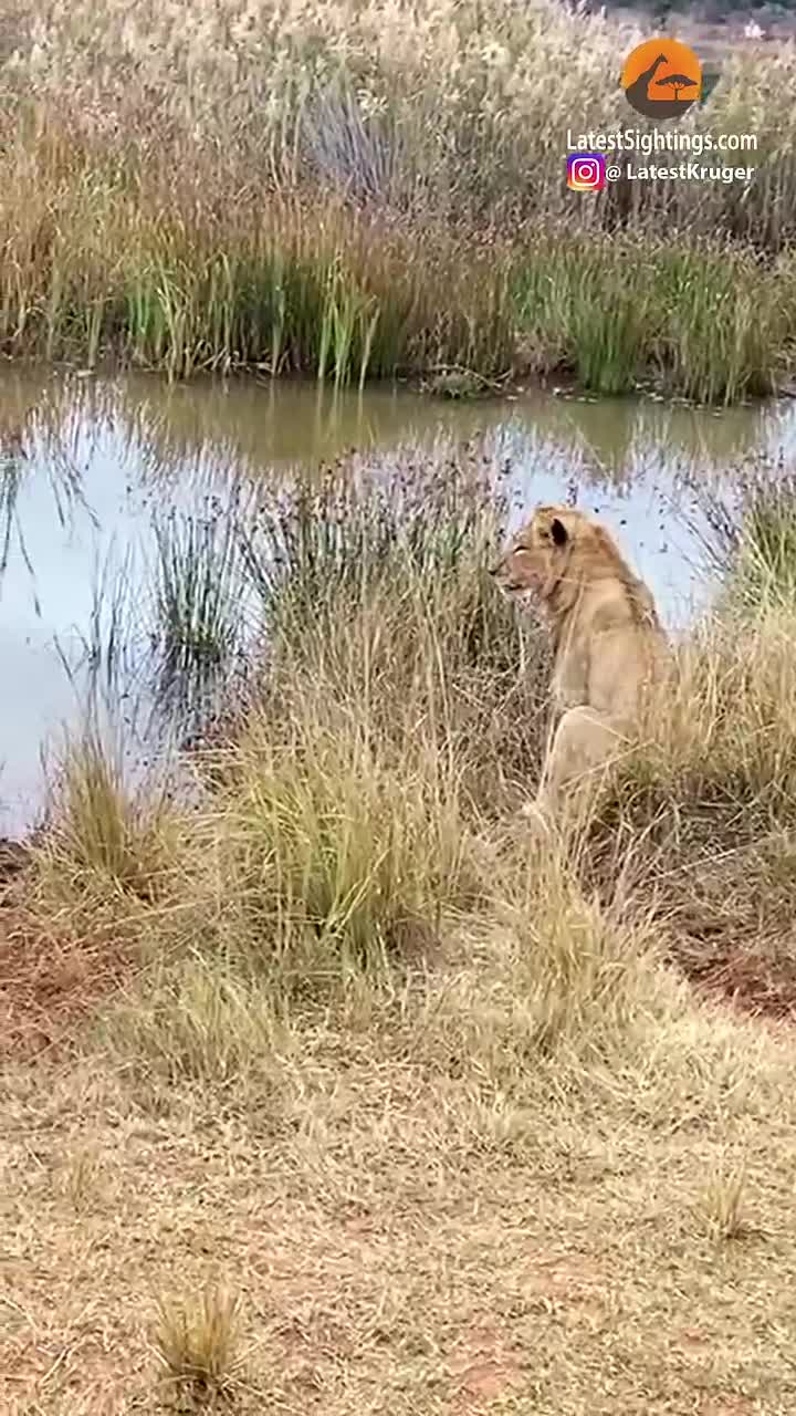 lions-attack-crocodile-walking-on-land-1731855566.mp4