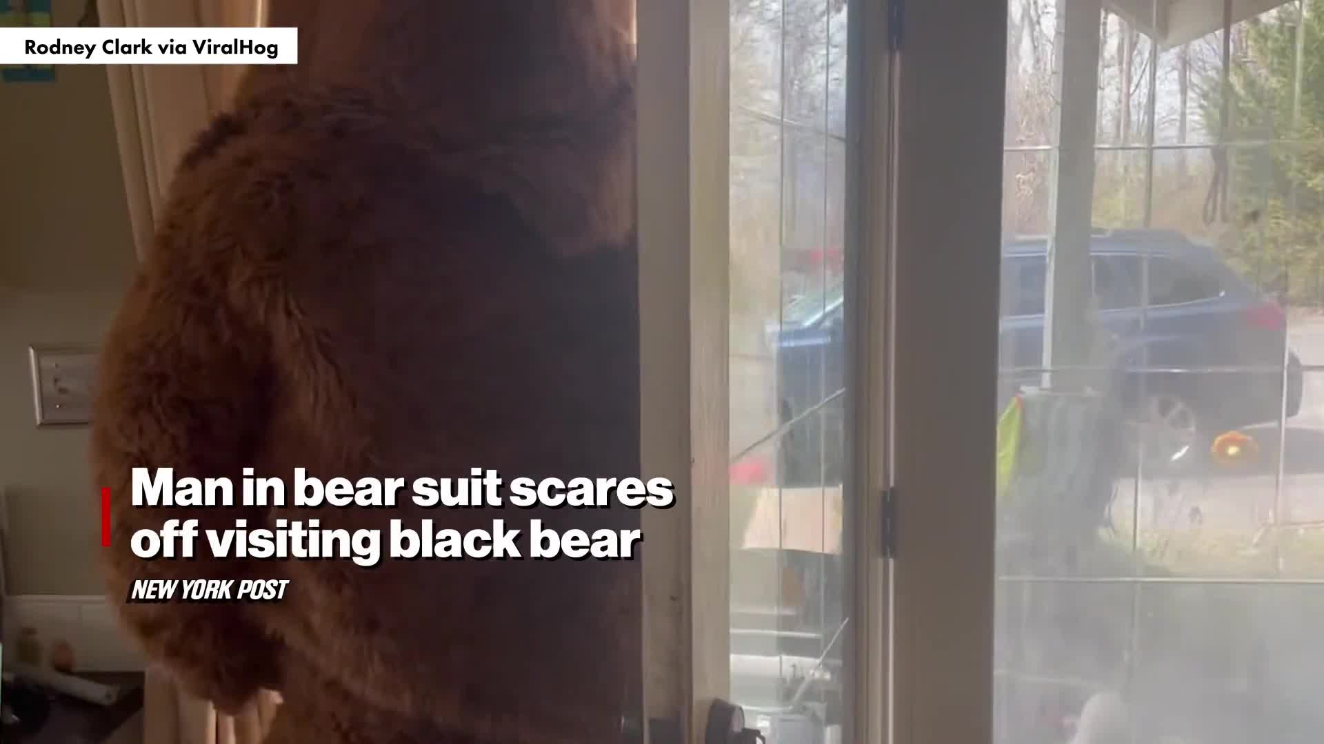 man-in-bear-suit-scares-off-visiting-black-bear-video-new-york-post-1743090244.mp4