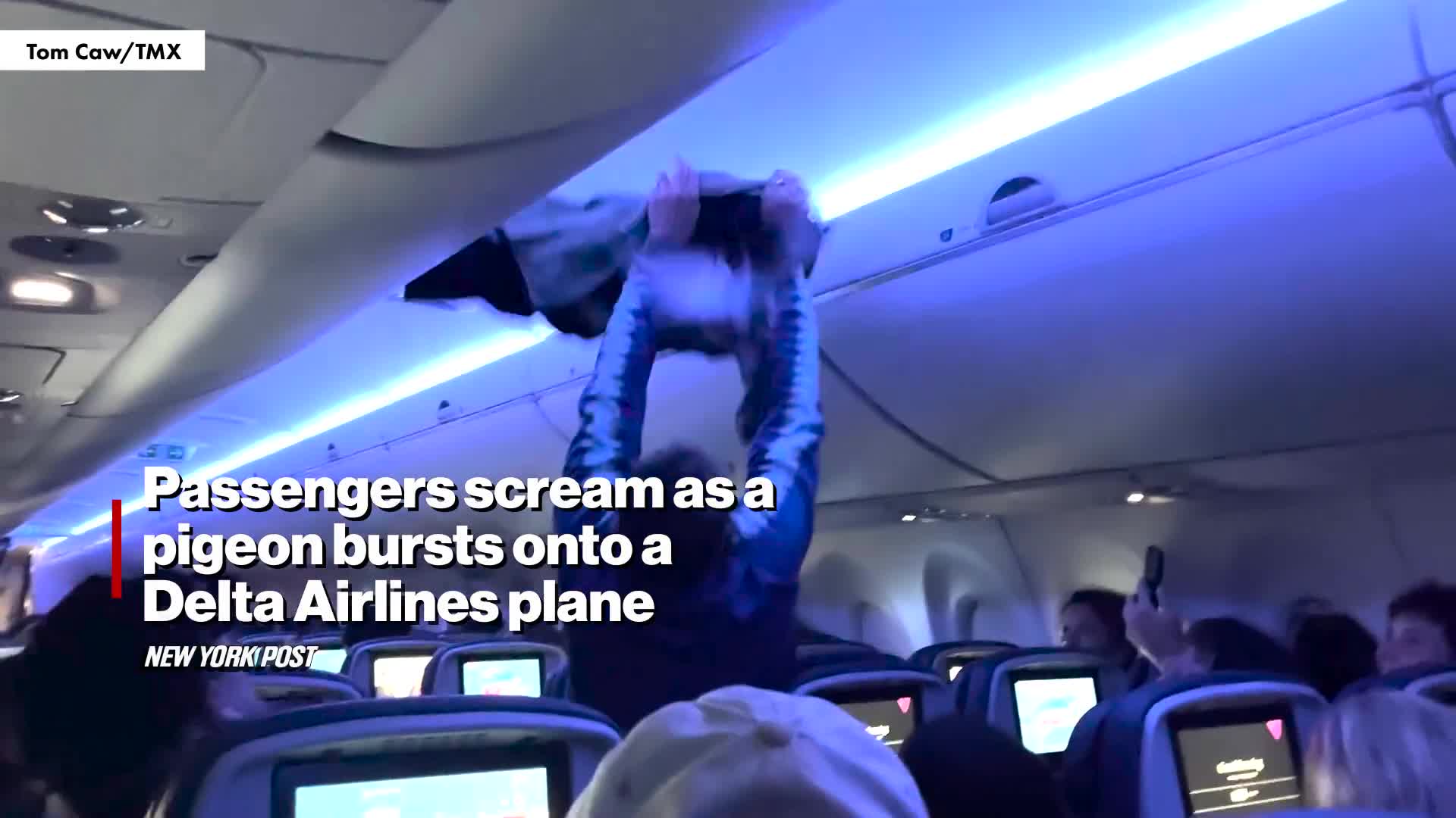 minneapolis-delta-flight-thrown-into-chaos-as-stowaway-pigeons-storm-cabin-1748419954.mp4