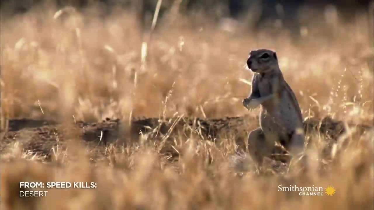 mongoose-vs-cobra-smithsonian-channel-1729928645.mp4