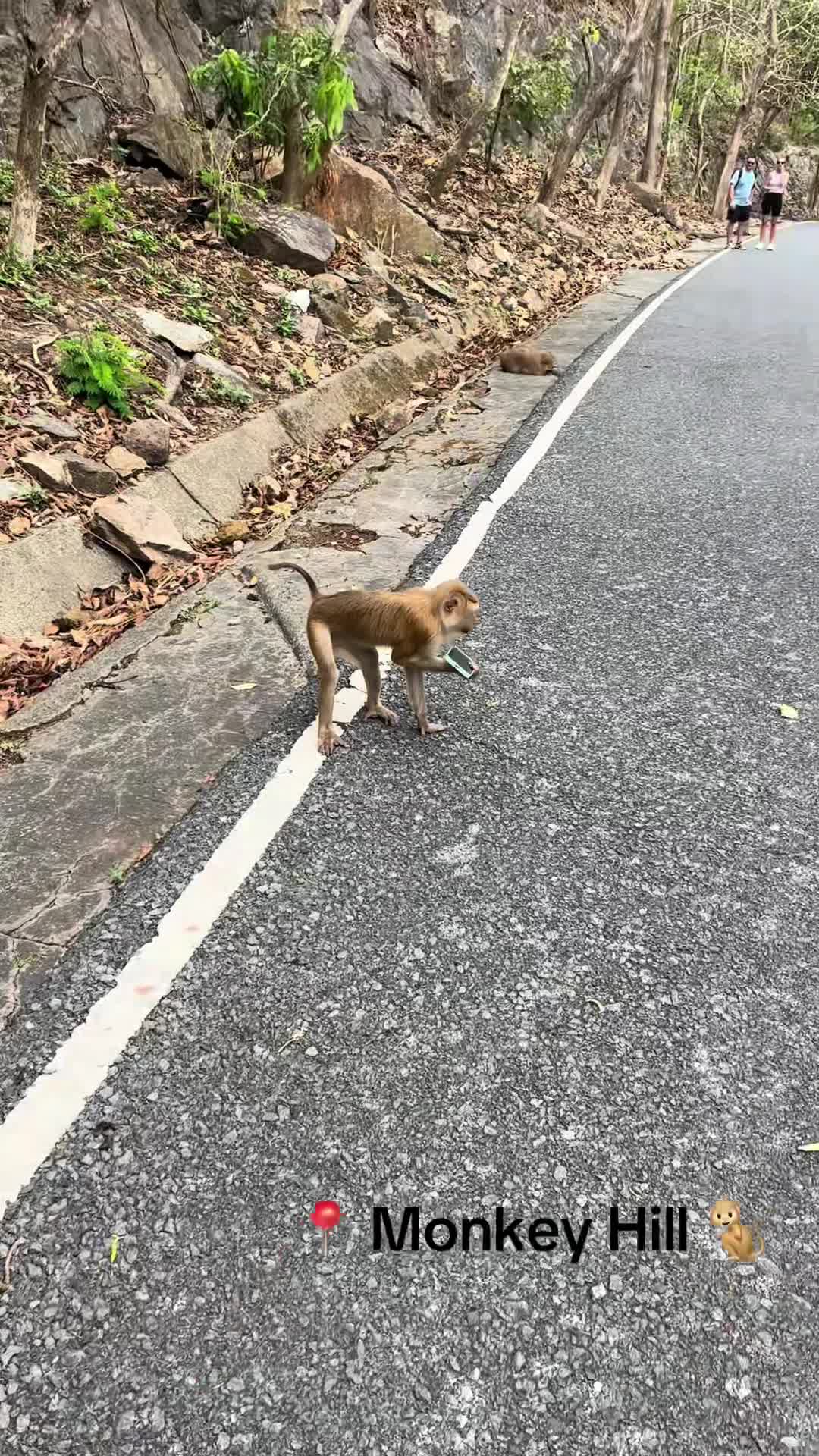 monkey-hill-attack-parker-1741163776.mp4