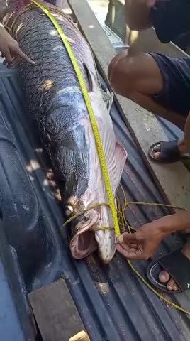 ngu-dan-bat-duoc-con-ca-hai-tuong-long-dai-244-met-nang-120kg-tren-song-1-1788748998.mp4