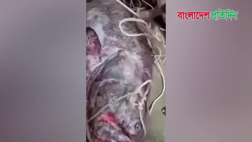 ngu-dan-bat-duoc-con-ca-khong-lo-nang-200kg-mac-vao-luoi-1779231872.mp4