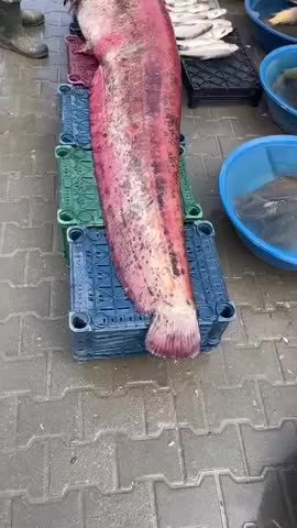 ngu-dan-bat-duoc-con-ca-tre-khong-lo-dai-25-met-nang-150-kg-1777605080.mp4