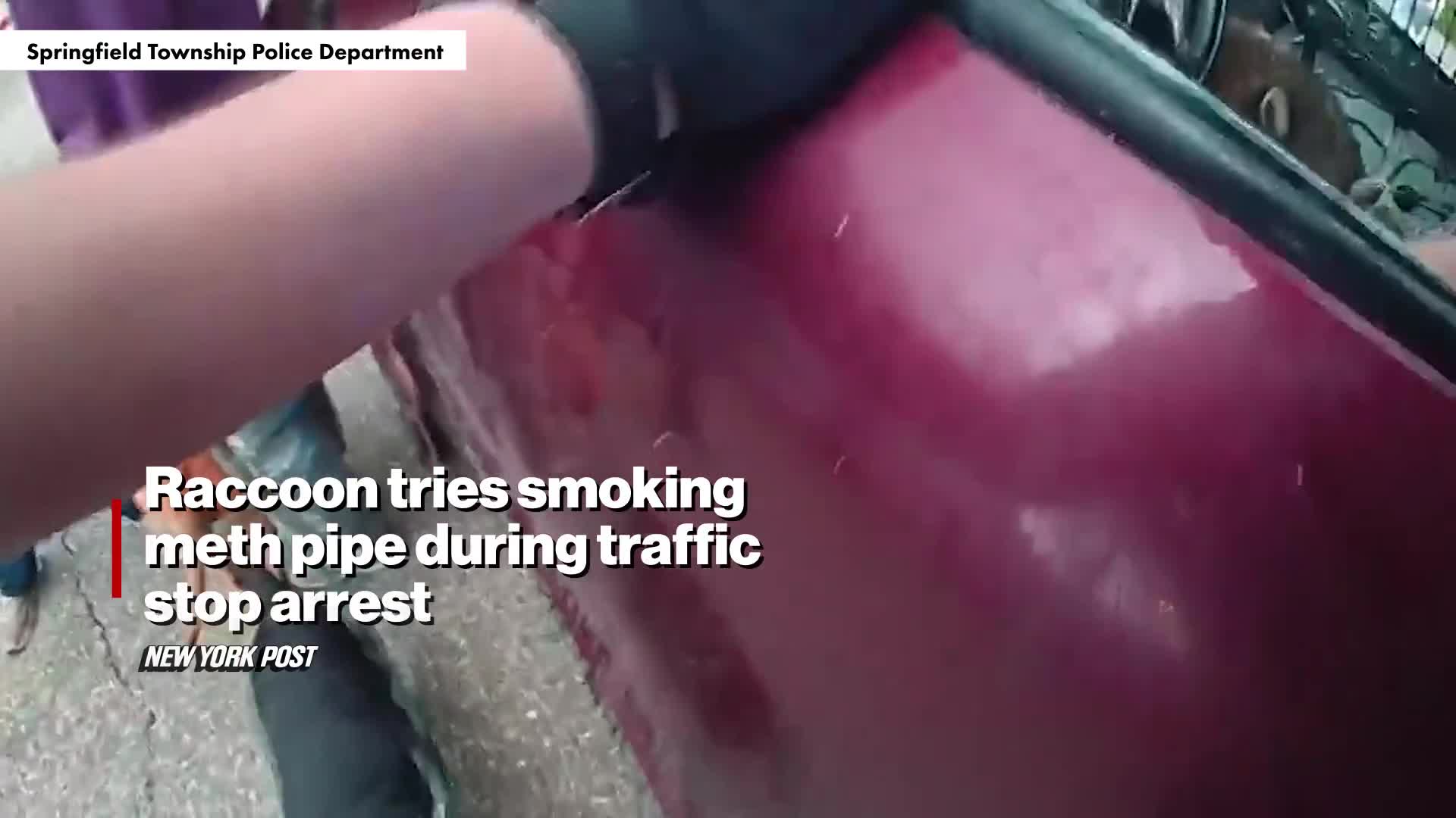 pet-raccoon-with-meth-pipe-in-his-mouth-found-in-drivers-seat-during-traffic-stop-that-led-to-big-drug-bust-1746586041.mp4