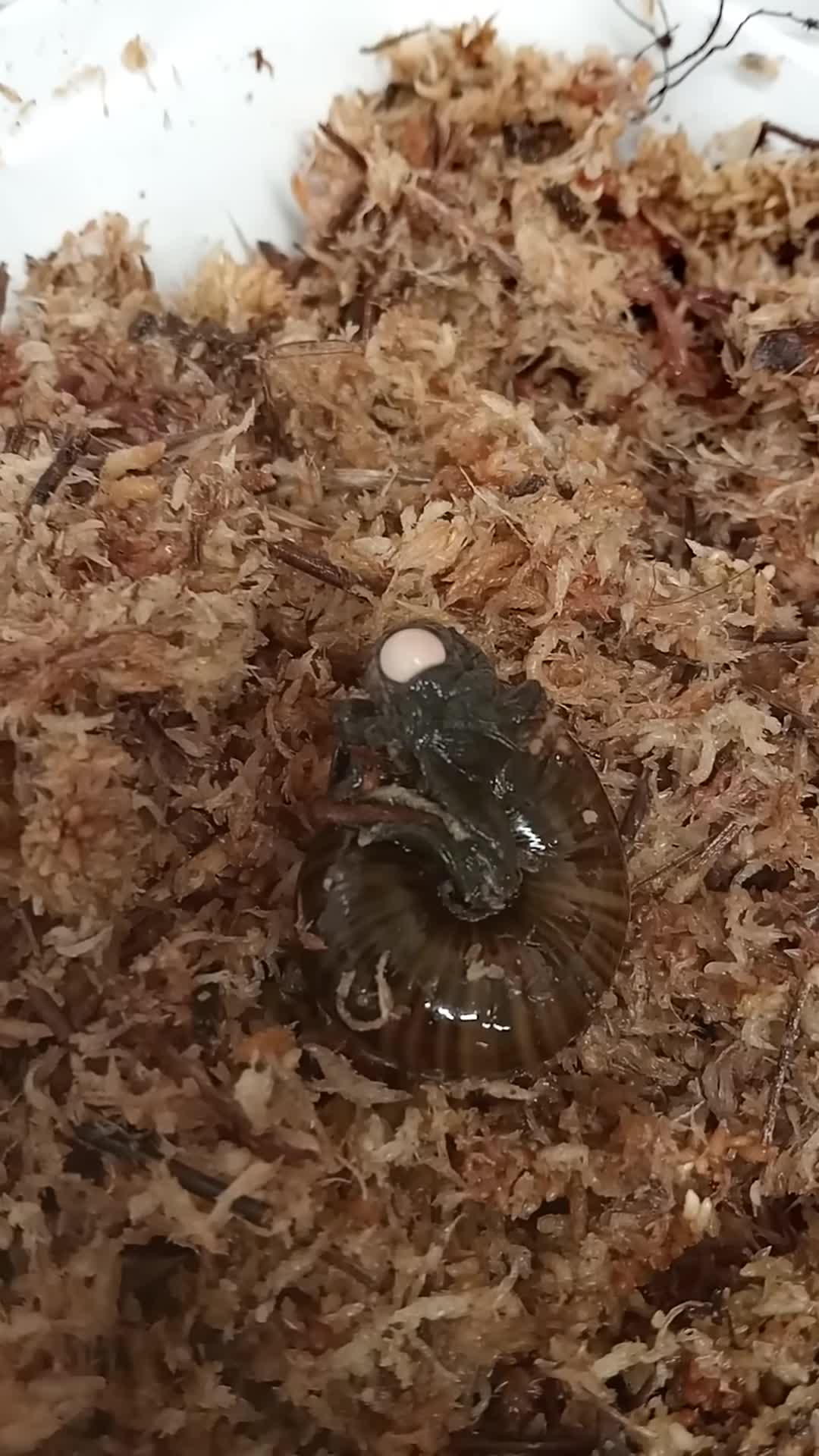 powelliphanta-augusta-snail-laying-an-egg-1746776818.mp4