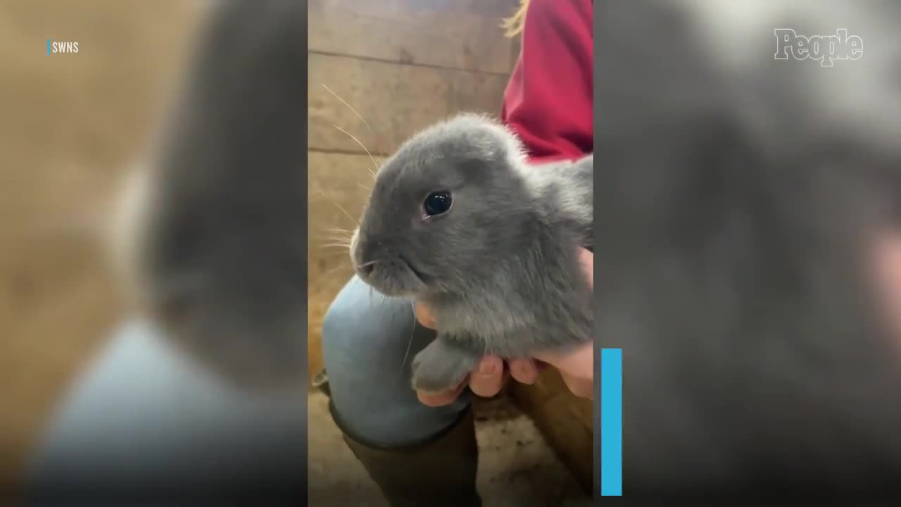 rabbit-born-without-ears-dons-a-crocheted-pair-to-blend-in-with-family-1-1761297805.mp4