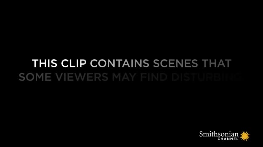 ran-ho-luc-gaboon-va-ga-loi-1774516128.mp4